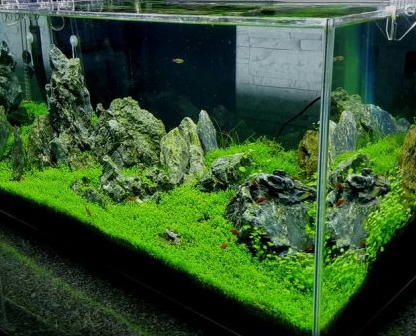 bể cá bằng kính cường lực