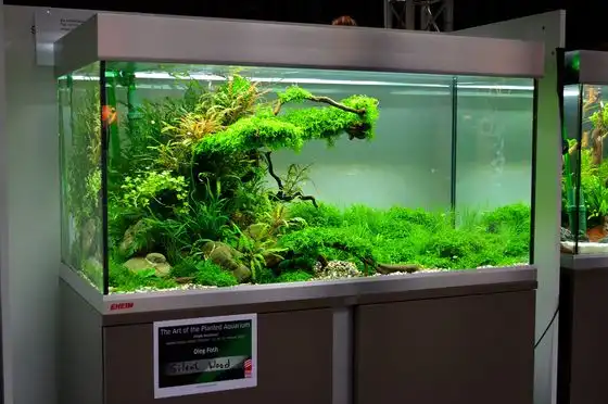 Làm bể cá bằng kính cường lực